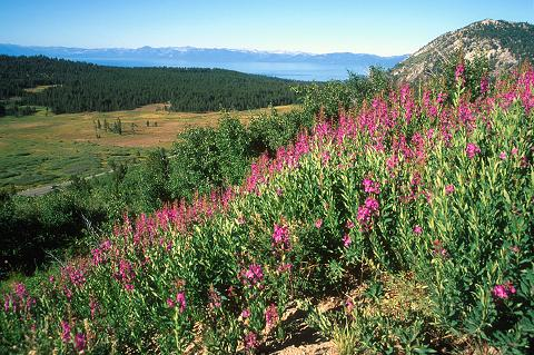 Mt Rose Hike - Lake Tahoe Hiking Trails